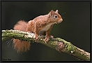 Eekhoorn, Red Squirrel, Sciurus vulgaris Location: Hof van Twente, the Netherlands eekhoorn MG 6066 kopie